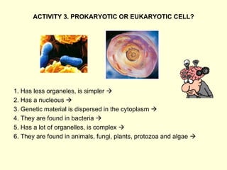ACTIVITY 3. PROKARYOTIC OR EUKARYOTIC CELL?
1. Has less organeles, is simpler 
2. Has a nucleous 
3. Genetic material is dispersed in the cytoplasm 
4. They are found in bacteria 
5. Has a lot of organelles, is complex 
6. They are found in animals, fungi, plants, protozoa and algae 
 