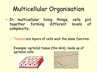Multicellular Organisation
• In multicellular living things, cells join
together forming different levels of
complexity:
– Tissues are layers of cells wiyh the same function.
Example: epitelial tissue (the skin), made up of
epitelial cells.
 