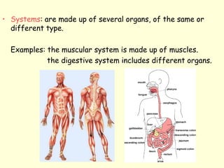 • Systems: are made up of several organs, of the same or
different type.
Examples: the muscular system is made up of muscles.
the digestive system includes different organs.
 