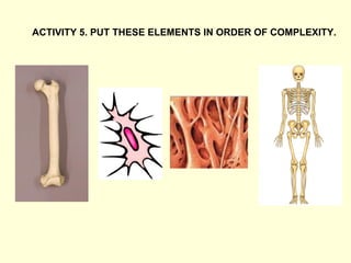 ACTIVITY 5. PUT THESE ELEMENTS IN ORDER OF COMPLEXITY.
 