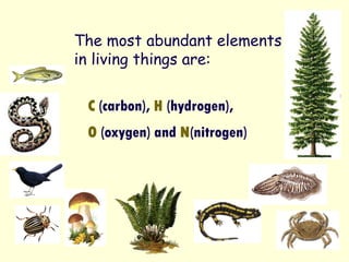 C (carbon), H (hydrogen),
O (oxygen) and N(nitrogen)
The most abundant elements
in living things are:
 