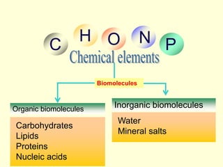 C
H O N P
Organic biomolecules
Carbohydrates
Lipids
Proteins
Nucleic acids
Inorganic biomolecules
Water
Mineral salts
Biomolecules
 