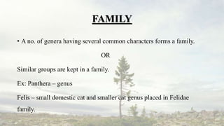 FAMILY
• A no. of genera having several common characters forms a family.
OR
Similar groups are kept in a family.
Ex: Panthera – genus
Felis – small domestic cat and smaller cat genus placed in Felidae
family.
 