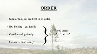 ORDER
• Similar families are kept in an order.
• Ex: Felidae – cat family
• Canidae – dog family
• Ursidae – bear family
}Placed under
CARNIVORA
order
 