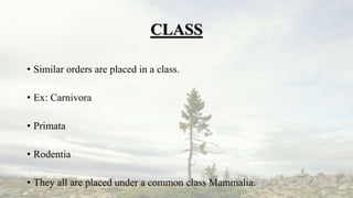 CLASS
• Similar orders are placed in a class.
• Ex: Carnivora
• Primata
• Rodentia
• They all are placed under a common class Mammalia.
 