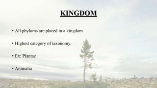 KINGDOM
• All phylums are placed in a kingdom.
• Highest category of taxonomy.
• Ex: Plantae
• Animalia
 