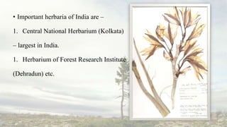 • Important herbaria of India are –
1. Central National Herbarium (Kolkata)
– largest in India.
1. Herbarium of Forest Research Institute
(Dehradun) etc.
 