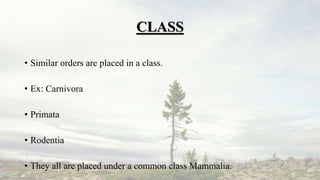 CLASS
• Similar orders are placed in a class.
• Ex: Carnivora
• Primata
• Rodentia
• They all are placed under a common cl...