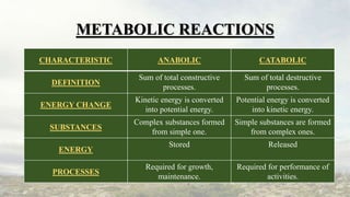 METABOLIC REACTIONS
CHARACTERISTIC ANABOLIC CATABOLIC
DEFINITION
Sum of total constructive
processes.
Sum of total destruc...