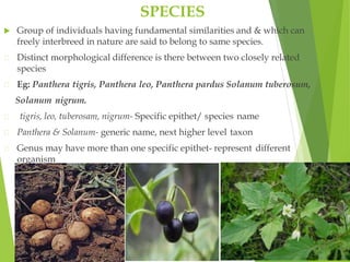 SPECIES
 Group of individuals having fundamental similarities and & which can
freely interbreed in nature are said to belong to same species.
Distinct morphological difference is there between two closely related
species
Eg: Panthera tigris, Panthera leo, Panthera pardus Solanum tuberosum,
Solanum nigrum.
tigris, leo, tuberosam, nigrum- Specific epithet/ species name
Panthera & Solanum- generic name, next higher level taxon
Genus may have more than one specific epithet- represent different
organism
 