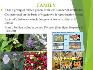 FAMILY
 It has a group of related genera with less number of similarities
Characterized on the basis of vegetative & reproductive feature
E.g:family Solanaceae includes genera Solanum, Petunia &
Datura.
Family Felidae includes genera Panthera (lion, tiger ,leopard) &
Felis (cat)
 
