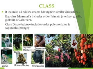 CLASS
 It includes all related orders having few similar characters. .
E.g: class Mammalia includes order Primata (monkey, gorilla,
gibbon) & Carnivora.
Class Dicotyledonae includes order polymoniales &
sapindales(mango)
 