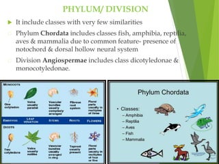 PHYLUM/ DIVISION
 It include classes with very few similarities
Phylum Chordata includes classes fish, amphibia, reptilia,
aves & mammalia due to common feature- presence of
notochord & dorsal hollow neural system
Division Angiospermae includes class dicotyledonae &
monocotyledonae.
 