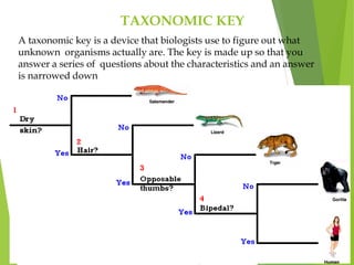 TAXONOMIC KEY
A taxonomic key is a device that biologists use to figure out what
unknown organisms actually are. The key is made up so that you
answer a series of questions about the characteristics and an answer
is narrowed down
 