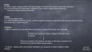 Order:
It is being a higher category which is the assembladge of families which exhibit a few similar characters.
e.g.-Convolvulaceae and Solanaceae - included in Polymoniales- based on floral characters.
- Carnivora-includes Felidae and Canidae.
Class:
This includes related orders.
E.g. Order Primates comprising monkey , gorilla and gibbon is placed in class Mammalia along with order Carnivora
animals like tiger , cat and dog etc.l
Phylum:
Classes containing animals like fishes,amphibians, reptiles,birds along with mammals
All these are included in higher category Chordata which
is phylum.
They are included in this phylum chordata on the basis of presence of
notochord and dorsal hollow neural system .
* In plants , classes with a few similar characters are assigned to higher category called
Division.
 