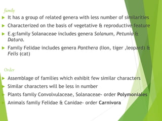 family
 It has a group of related genera with less number of similarities
 Characterized on the basis of vegetative & reproductive feature
 E.g:family Solanaceae includes genera Solanum, Petunia &
Datura.
 Family Felidae includes genera Panthera (lion, tiger ,leopard) &
Felis (cat)
 Assemblage of families which exhibit few similar characters
 Similar characters will be less in number
 Plants family Convolvulaceae, Solanaceae- order Polymoniales
 Animals family Felidae & Canidae- order Carnivora
Order
 