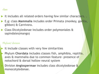 class
 It includes all related orders having few similar characters. .
 E.g: class Mammalia includes order Primata (monkey, gorilla,
gibbon) & Carnivora.
 Class Dicotyledonae includes order polymoniales &
sapindales(mango)
 It include classes with very few similarities
 Phylum Chordata includes classes fish, amphibia, reptilia,
aves & mammalia due to common feature- presence of
notochord & dorsal hollow neural system
 Division Angiospermae includes class dicotyledonae &
monocotyledonae.
Phylum/ division
 