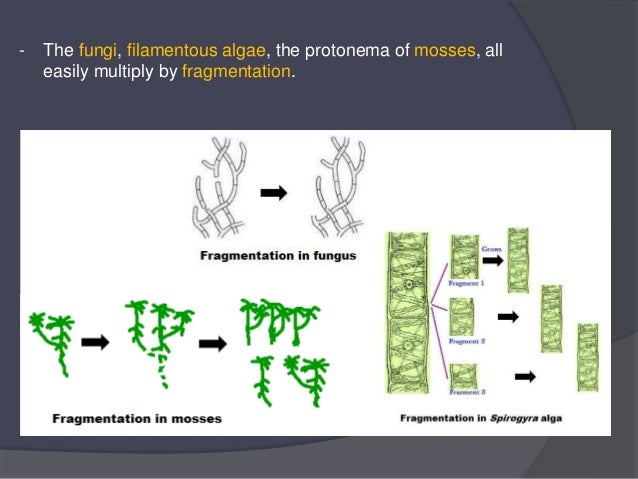 - The fungi, filamentous algae, the protonema of mosses, all
easily multiply by fragmentation.
 