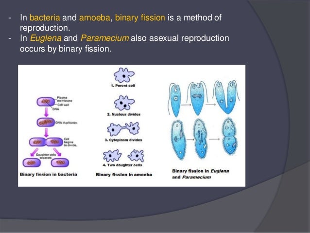 - In bacteria and amoeba, binary fission is a method of
reproduction.
- In Euglena and Paramecium also asexual reproductio...