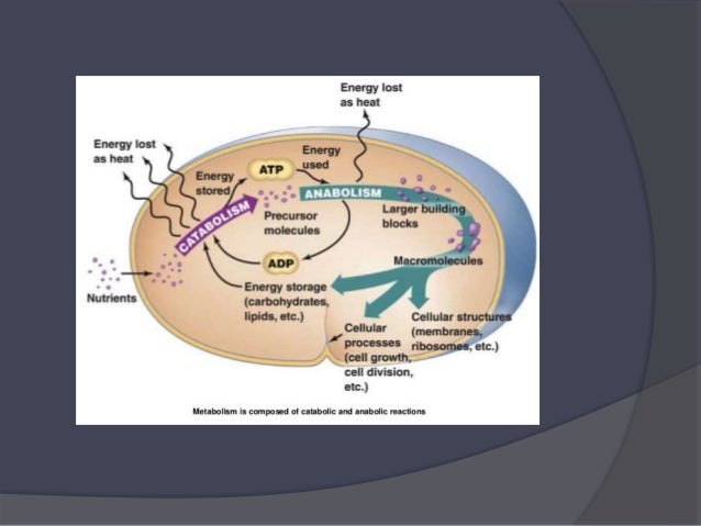 CELLULAR ORGANIZATION
• All living organisms are made of CELLS.
• A cell is the smallest basic unit of life,
which can per...