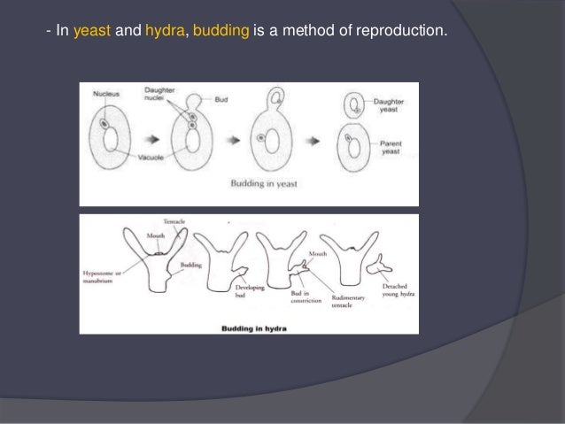 - In yeast and hydra, budding is a method of reproduction.
 