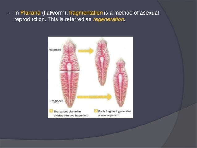 - In Planaria (flatworm), fragmentation is a method of asexual
reproduction. This is referred as regeneration.
 