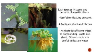 Floating Roots Example The Living World Adaptation And Classification.pptx