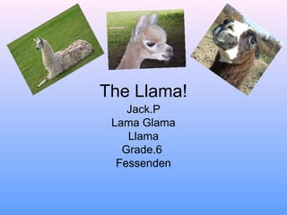 The Llama!
    Jack.P
 Lama Glama
    Llama
   Grade.6
  Fessenden
 