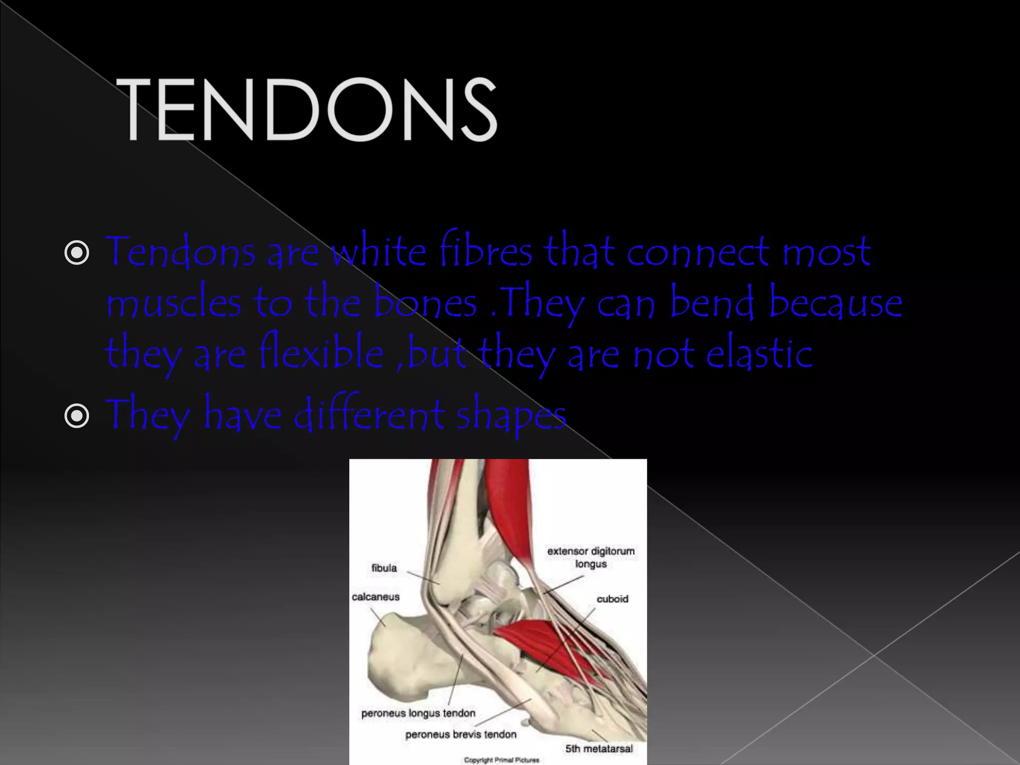  Tendons are white fibres that connect most
  muscles to the bones .They can bend because
  they are flexible ,but they are not elastic
 They have different shapes
 