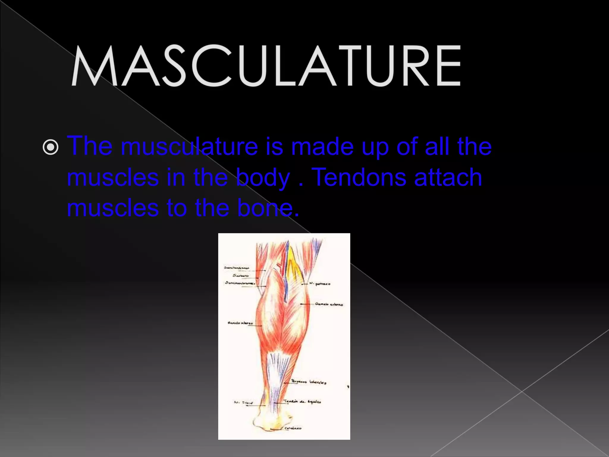  The musculature is made up of all the
  muscles in the body . Tendons attach
  muscles to the bone.
 