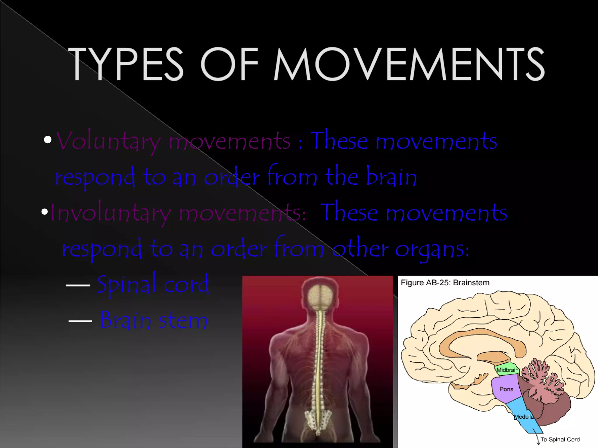 •Voluntary movements : These movements
  respond to an order from the brain
•Involuntary movements: These movements
   respond to an order from other organs:
    ― Spinal cord
    ― Brain stem
 