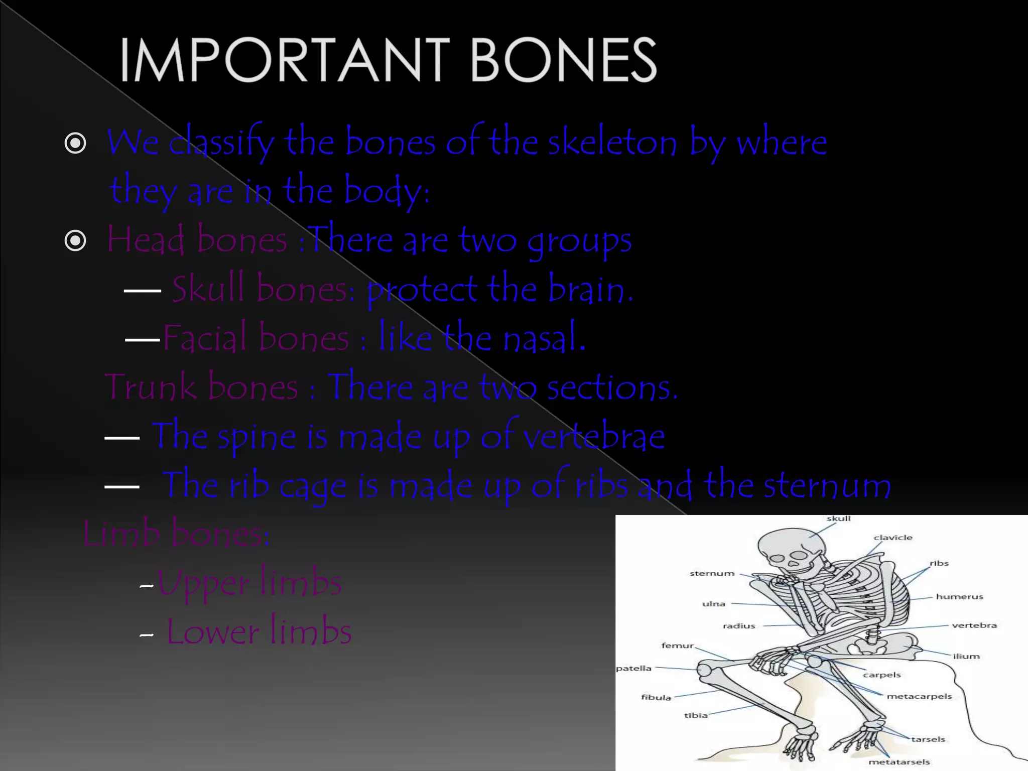   We classify the bones of the skeleton by where
   they are in the body:
 Head bones :There are two groups
    — Skull bones: protect the brain.
    ―Facial bones : like the nasal.
  Trunk bones : There are two sections.
  ― The spine is made up of vertebrae
  ― The rib cage is made up of ribs and the sternum
 Limb bones:
     -Upper limbs
     - Lower limbs
 