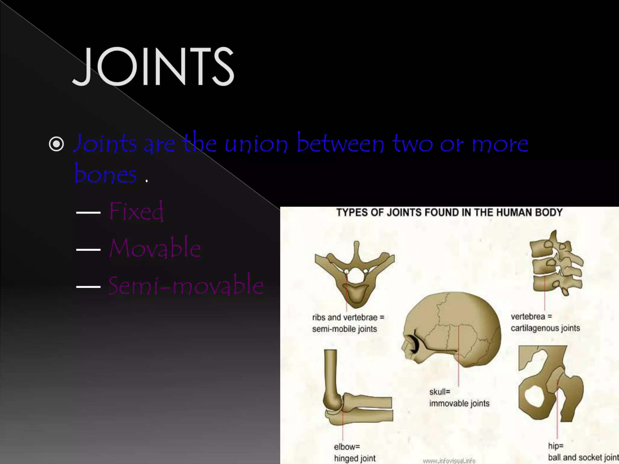    Joints are the union between two or more
    bones .
    ― Fixed
    ― Movable
    ― Semi-movable
 