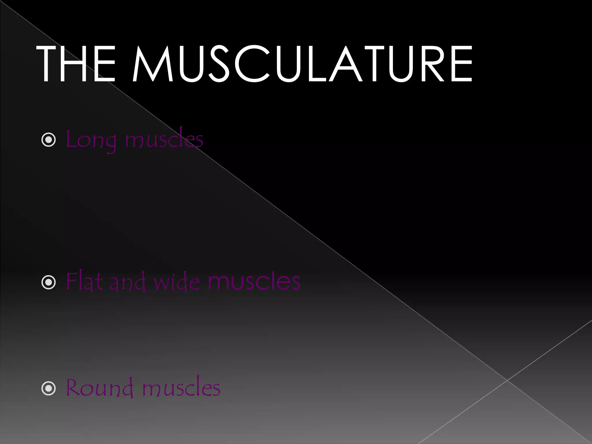 THE MUSCULATURE
   Long muscles




   Flat and wide muscles



   Round muscles
 