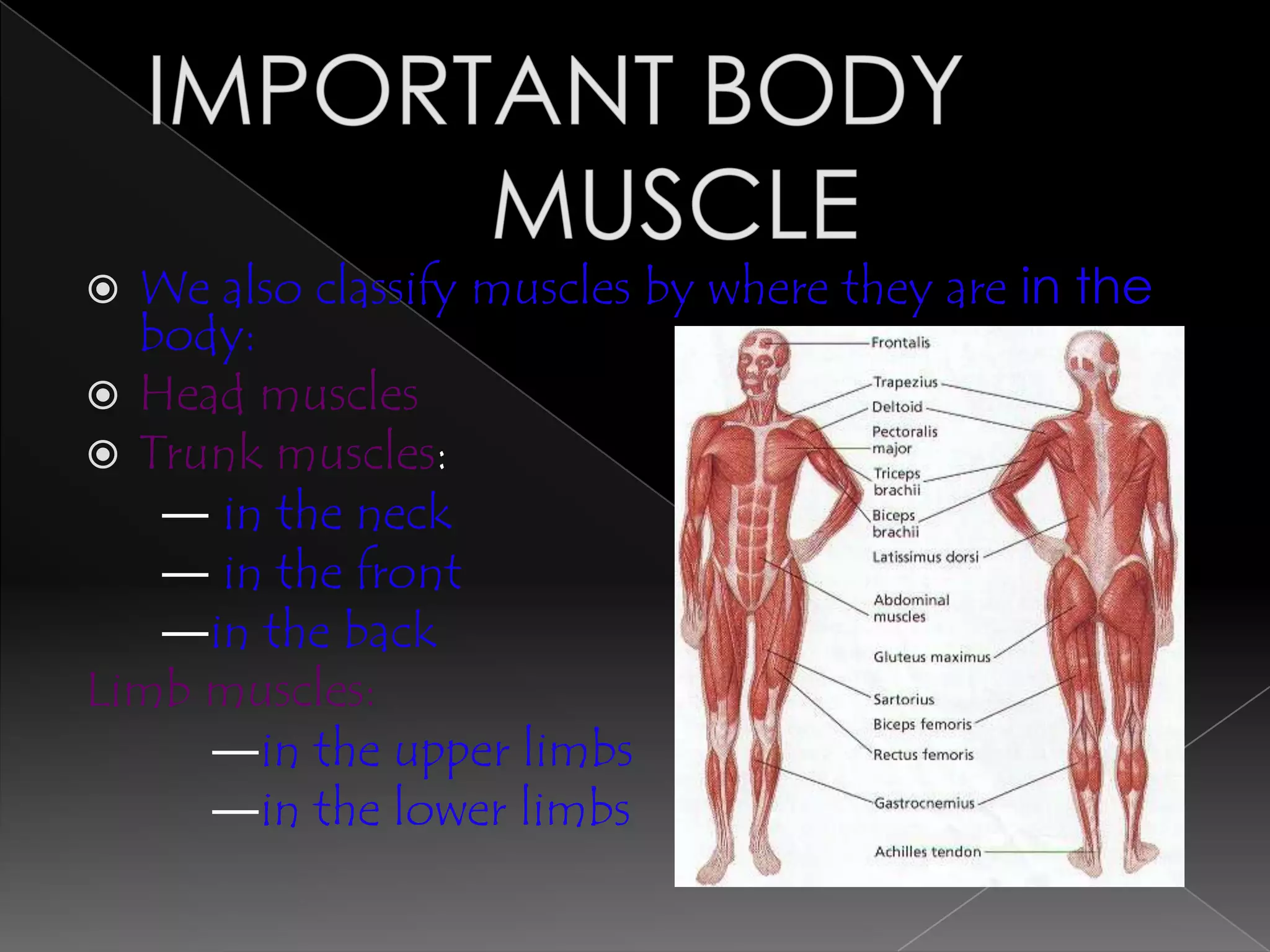  We also classify muscles by where they are in the
  body:
 Head muscles
 Trunk muscles:
   ― in the neck
   ― in the front
   ―in the back
Limb muscles:
     ―in the upper limbs
     ―in the lower limbs
 
