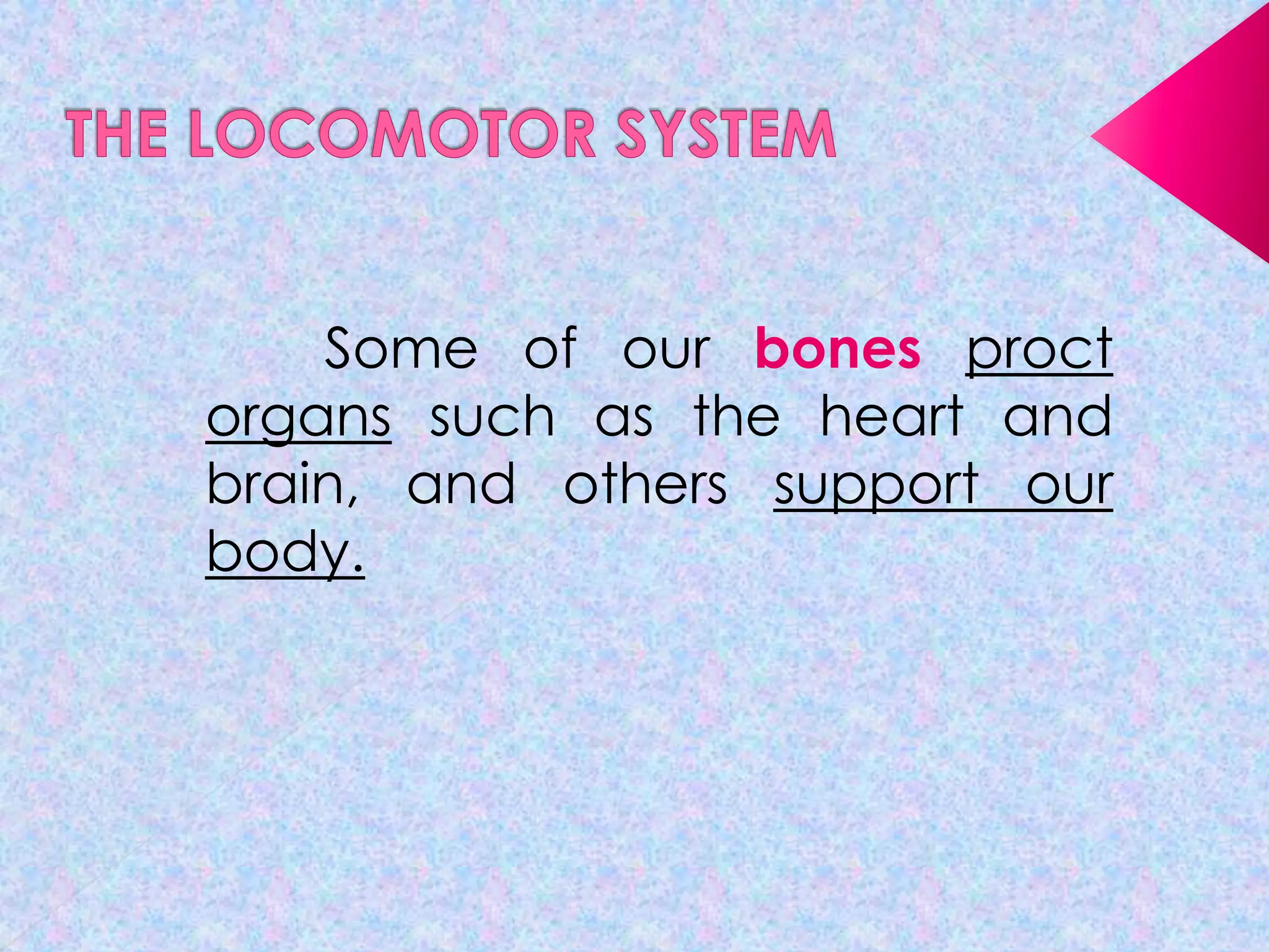 Some of our bones proct
organs such as the heart and
brain, and others support our
body.

 