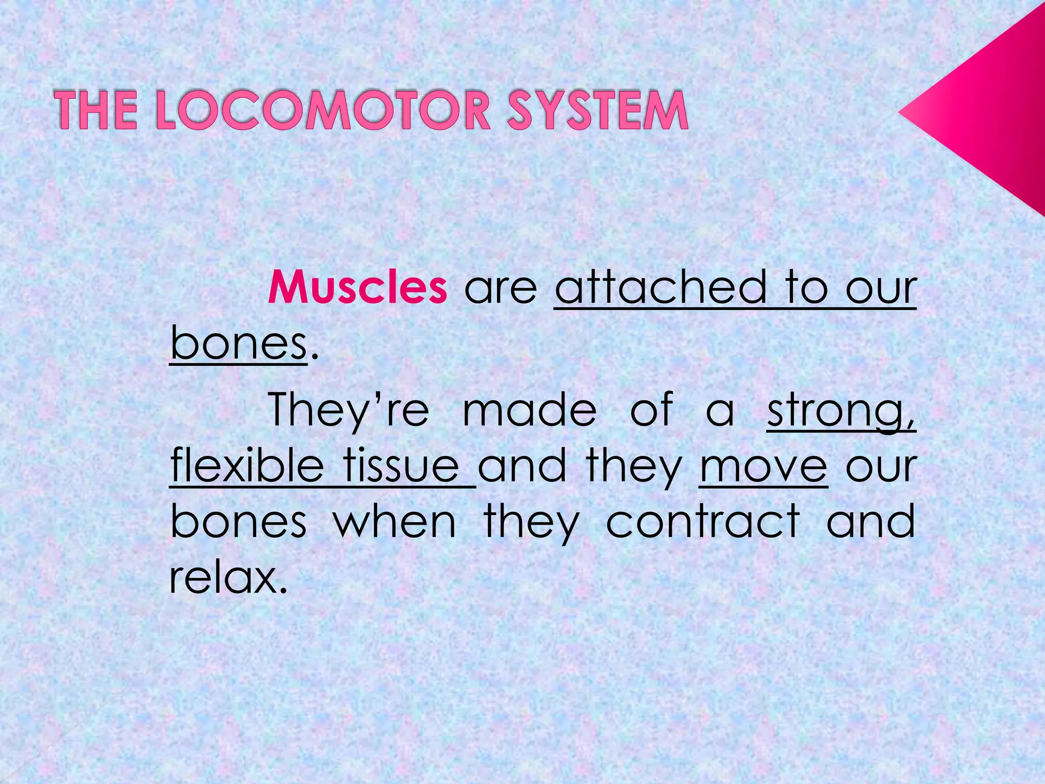 Muscles are attached to our
bones.
They’re made of a strong,
flexible tissue and they move our
bones when they contract and
relax.

 
