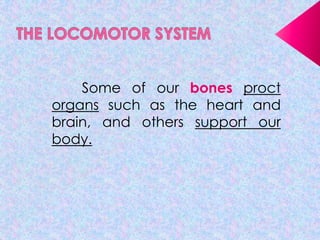 Some of our bones proct
organs such as the heart and
brain, and others support our
body.

 