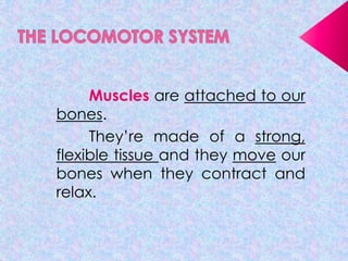Muscles are attached to our
bones.
They’re made of a strong,
flexible tissue and they move our
bones when they contract and
relax.

 