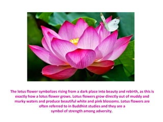 The lotus flower symbolizes rising from a dark place into beauty and rebirth, as this is
exactly how a lotus flower grows. Lotus flowers grow directly out of muddy and
murky waters and produce beautiful white and pink blossoms. Lotus flowers are
often referred to in Buddhist studies and they are a
symbol of strength among adversity.
 