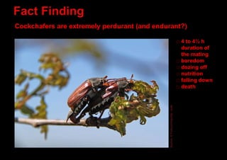 Cockchafers are extremely perdurant (and endurant?)
4 to 4½ h
duration of
the mating
boredom
dozing off
nutrition
falling ...