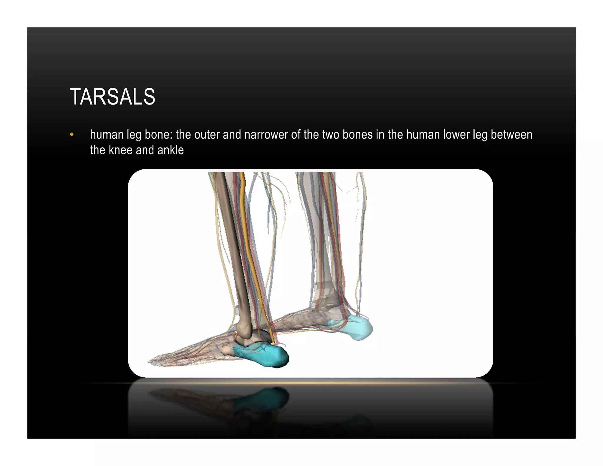 TARSALS
•   human leg bone: the outer and narrower of the two bones in the human lower leg between
    the knee and ankle
 