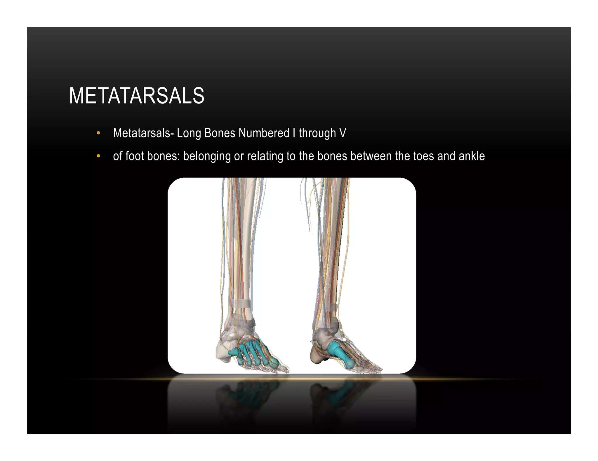 METATARSALS
  • Metatarsals- Long Bones Numbered I through V
  • of foot bones: belonging or relating to the bones between the toes and ankle
 
