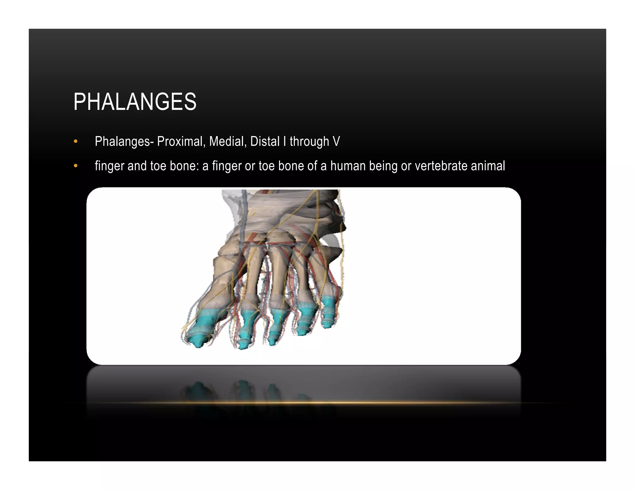 PHALANGES
•   Phalanges- Proximal, Medial, Distal I through V
•   finger and toe bone: a finger or toe bone of a human being or vertebrate animal
 