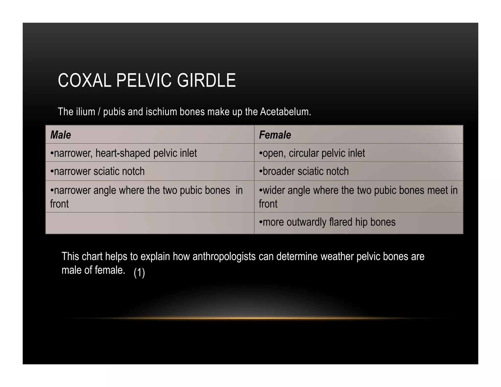 COXAL PELVIC GIRDLE
 The ilium / pubis and ischium bones make up the Acetabelum.

Male                                            Female
•narrower, heart-shaped pelvic inlet            •open, circular pelvic inlet
•narrower sciatic notch                         •broader sciatic notch
•narrower angle where the two pubic bones in    •wider angle where the two pubic bones meet in
front                                           front
                                                •more outwardly flared hip bones


  This chart helps to explain how anthropologists can determine weather pelvic bones are
  male of female. (1)
 
