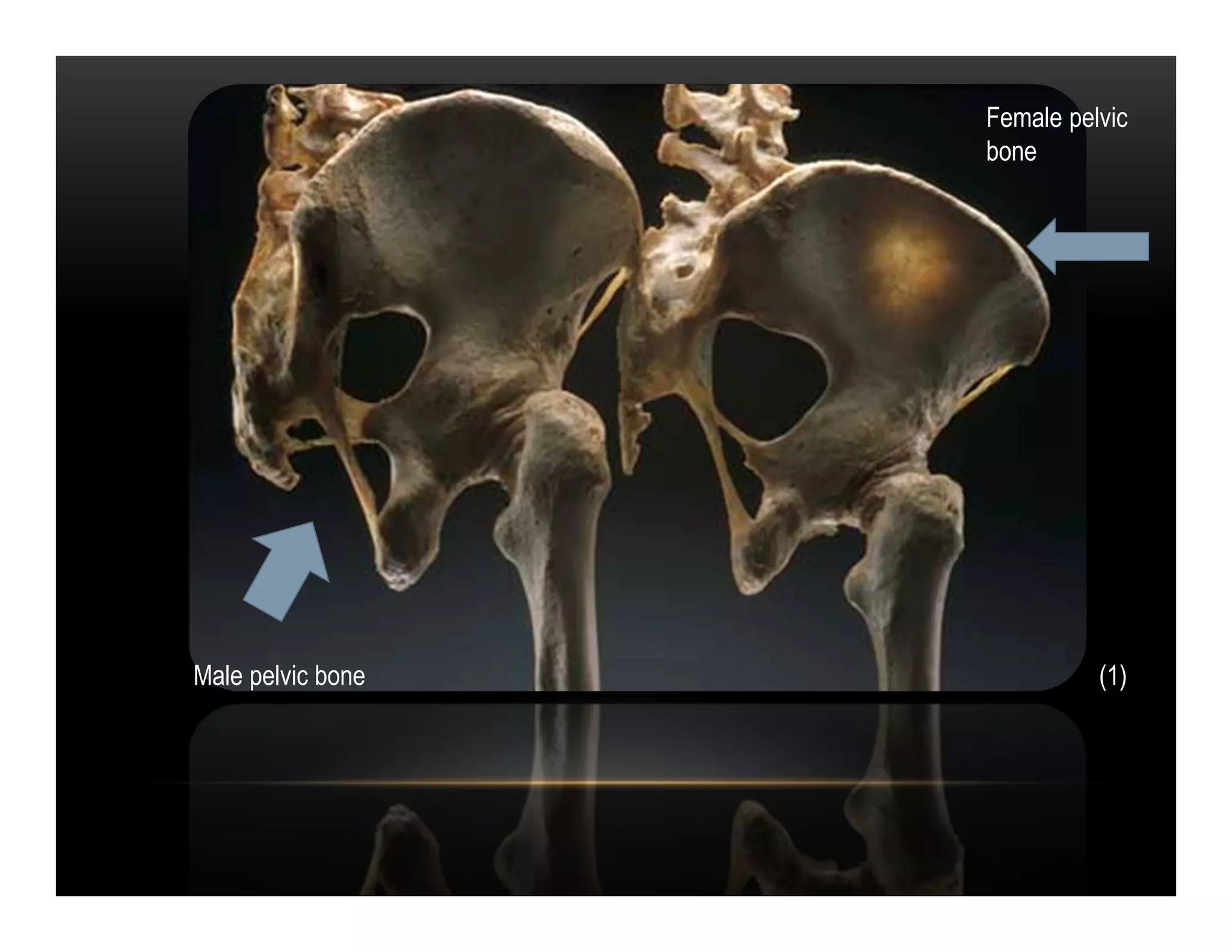 Female pelvic
                   bone




Male pelvic bone             (1)
 