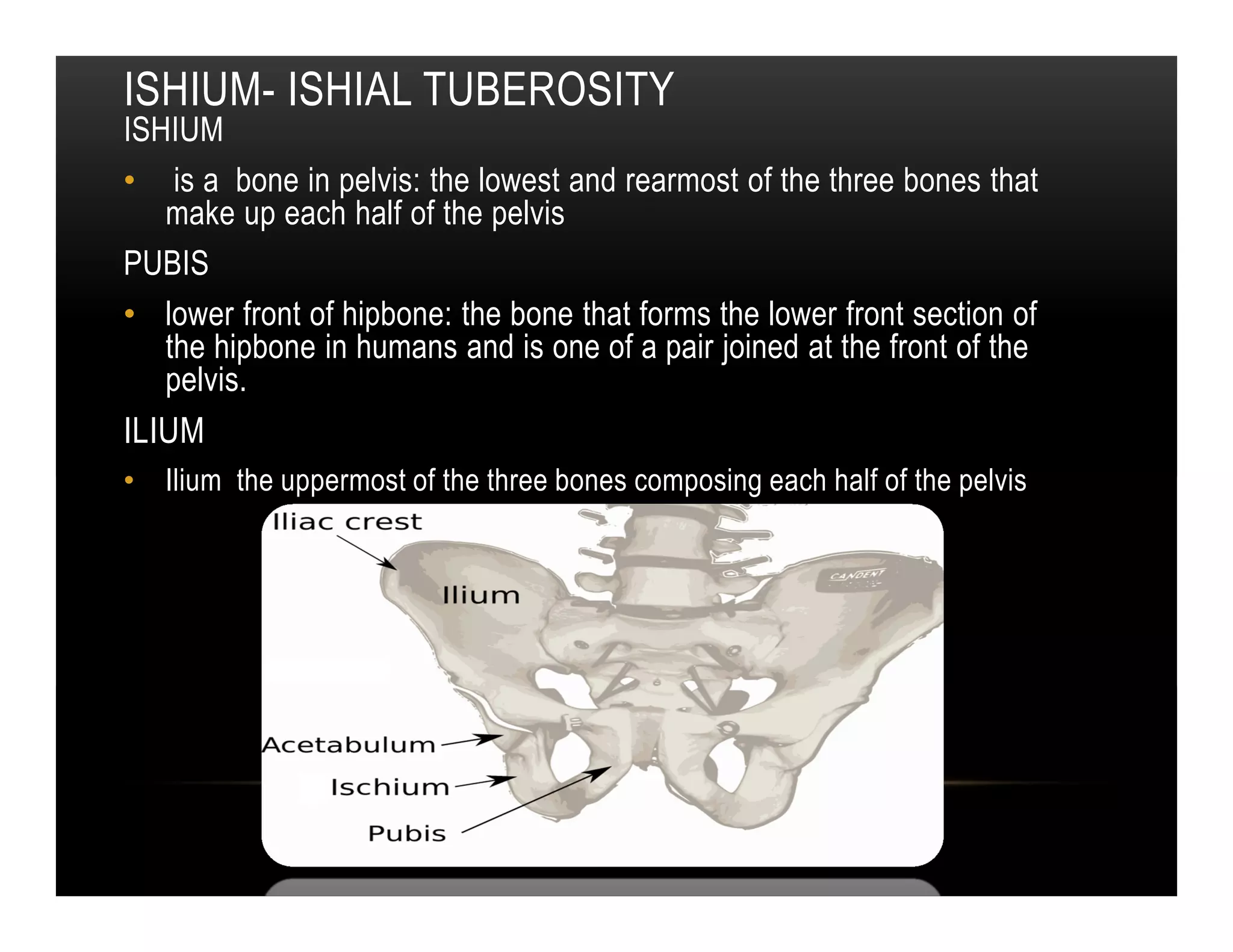 ISHIUM- ISHIAL TUBEROSITY
ISHIUM
• is a bone in pelvis: the lowest and rearmost of the three bones that
   make up each half of the pelvis
PUBIS
• lower front of hipbone: the bone that forms the lower front section of
   the hipbone in humans and is one of a pair joined at the front of the
   pelvis.
ILIUM
• Ilium the uppermost of the three bones composing each half of the pelvis
 