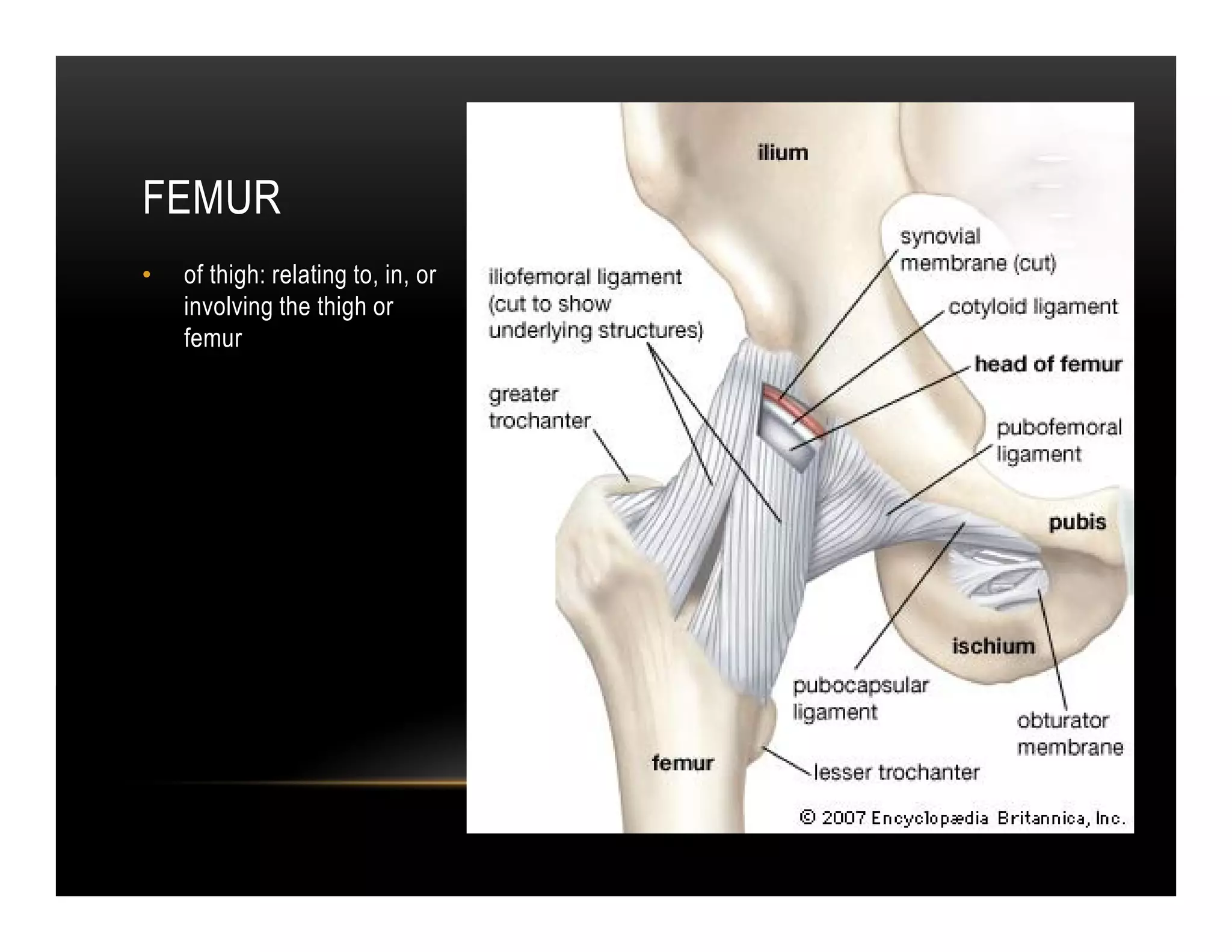 FEMUR
•   of thigh: relating to, in, or
    involving the thigh or
    femur
 