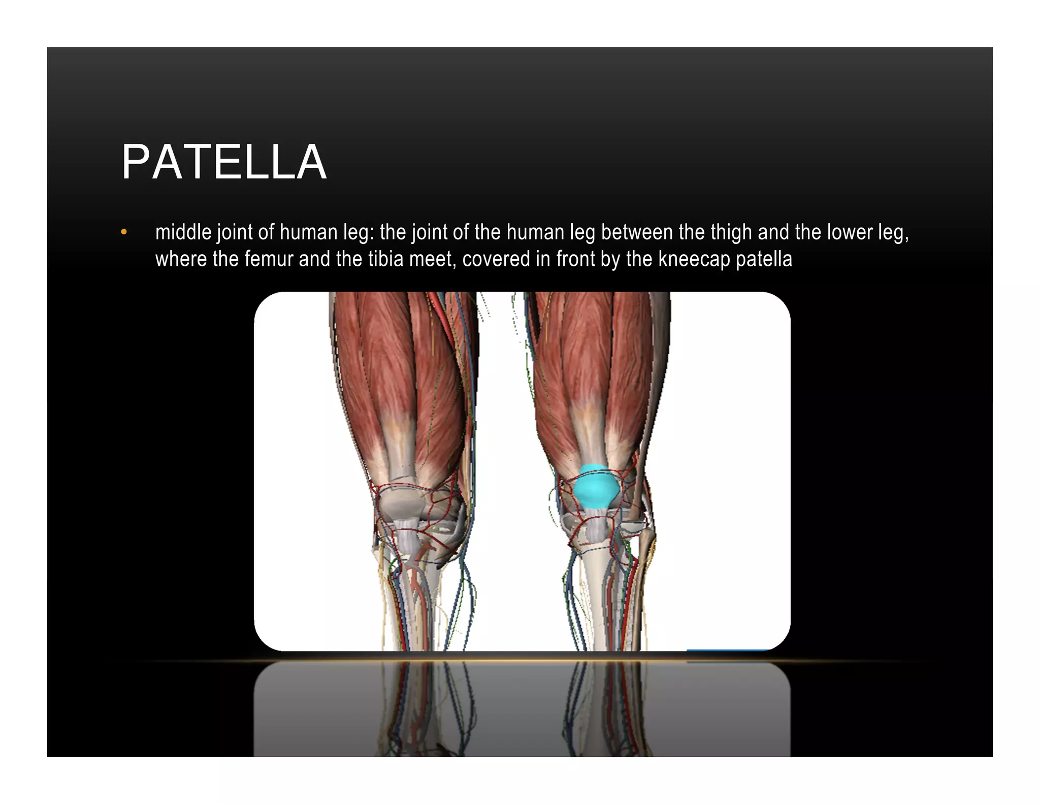 PATELLA
•   middle joint of human leg: the joint of the human leg between the thigh and the lower leg,
    where the femur and the tibia meet, covered in front by the kneecap patella
 