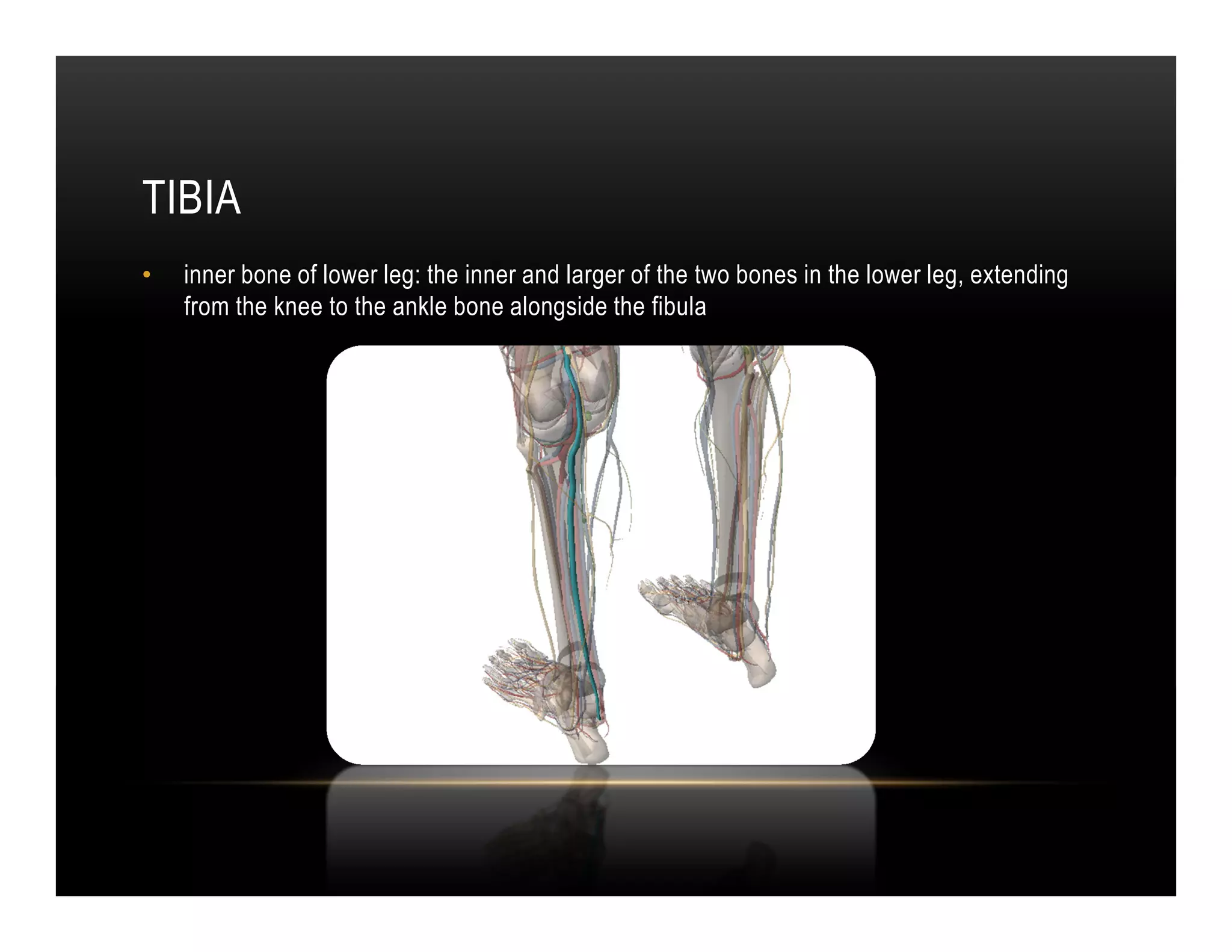 TIBIA
•   inner bone of lower leg: the inner and larger of the two bones in the lower leg, extending
    from the knee to the ankle bone alongside the fibula
 